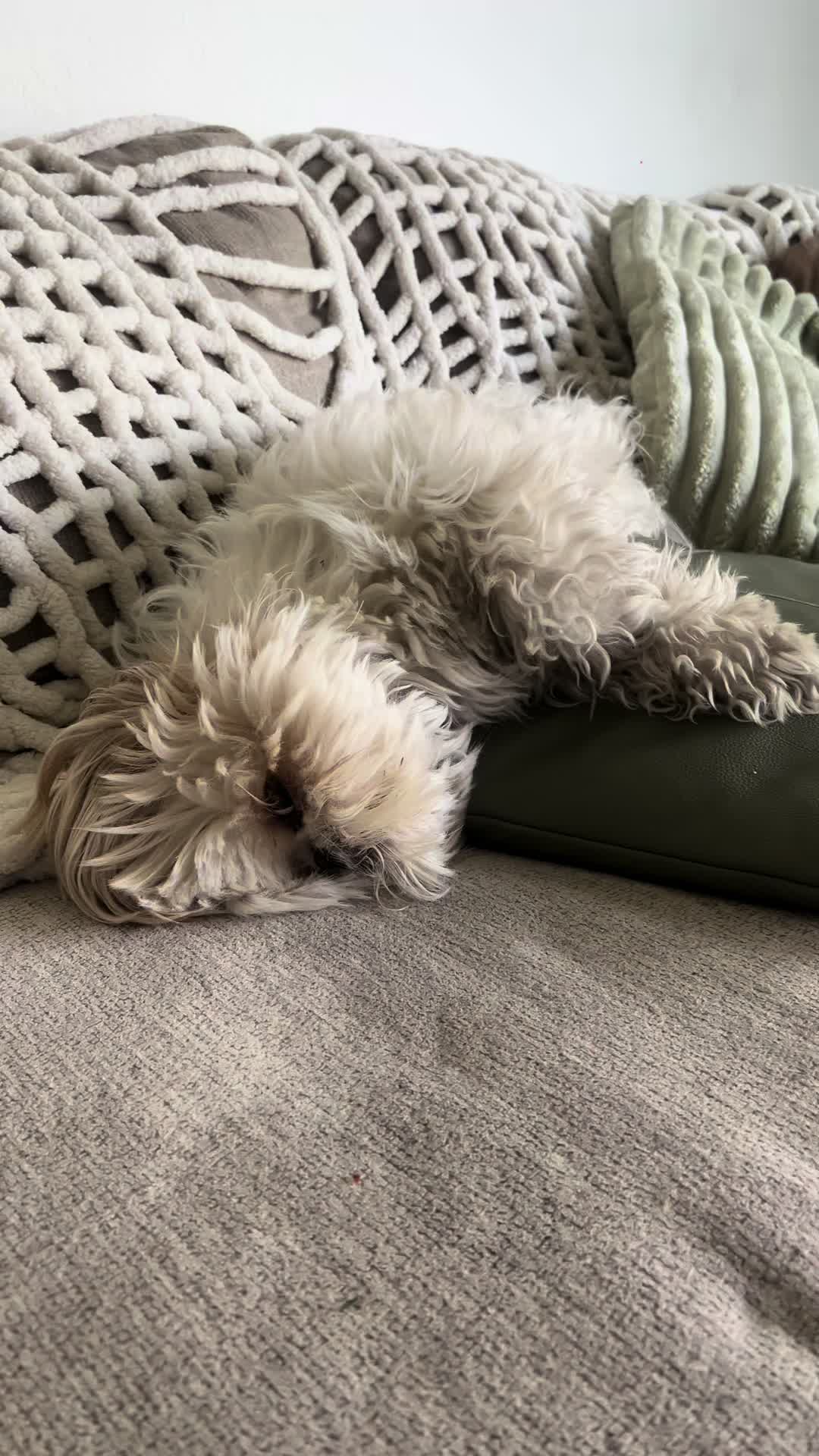 @Hugh the Shih Tzu