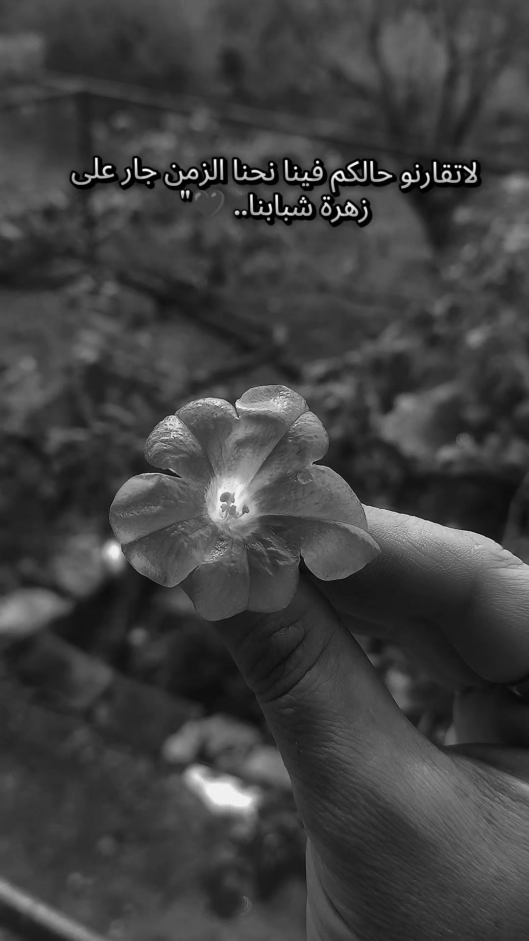 @🌸 زهرة النرجس🌸