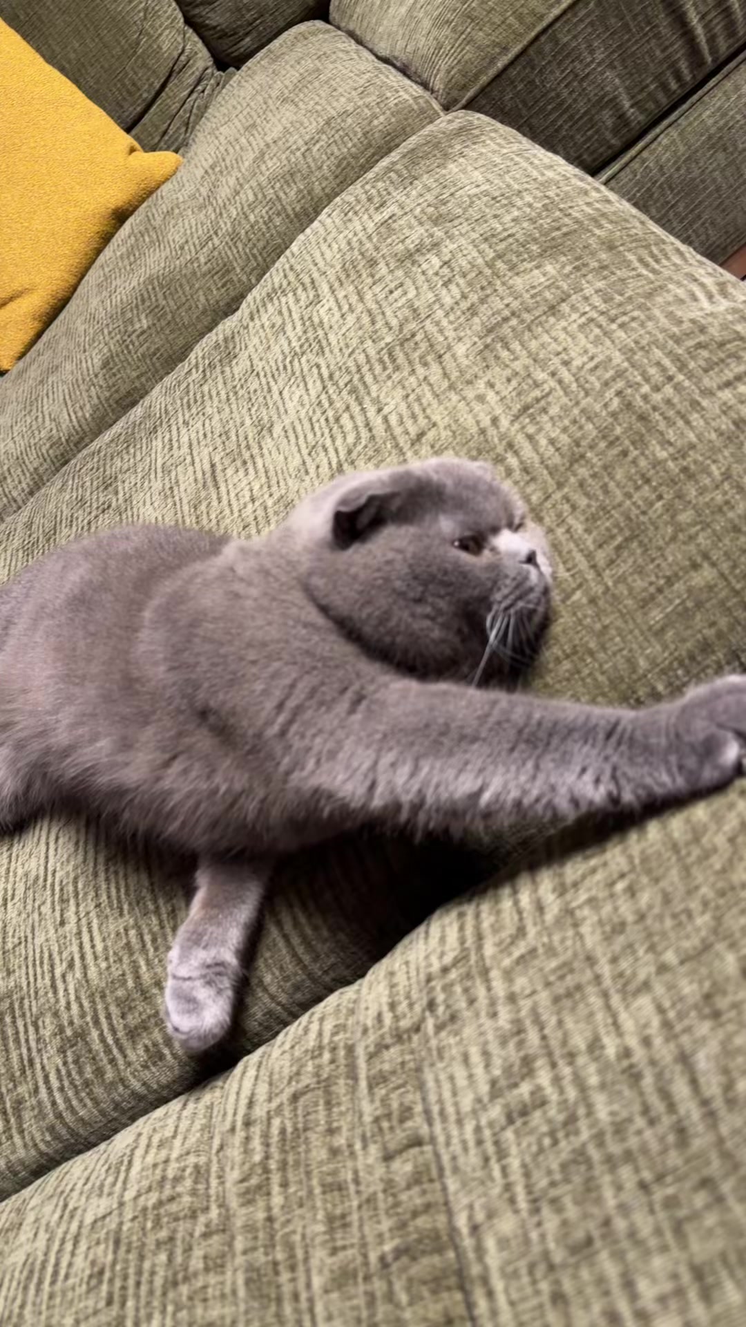 @BOBI🐈⬛