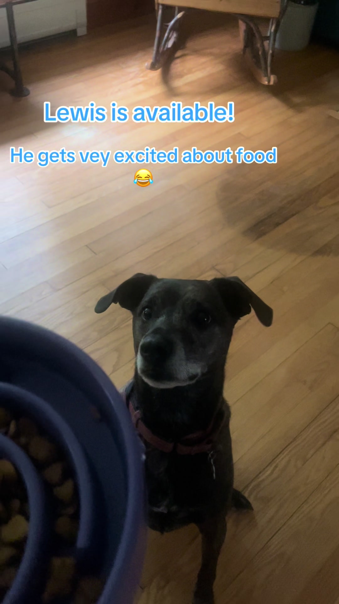 @Adopt A Stray Rescue