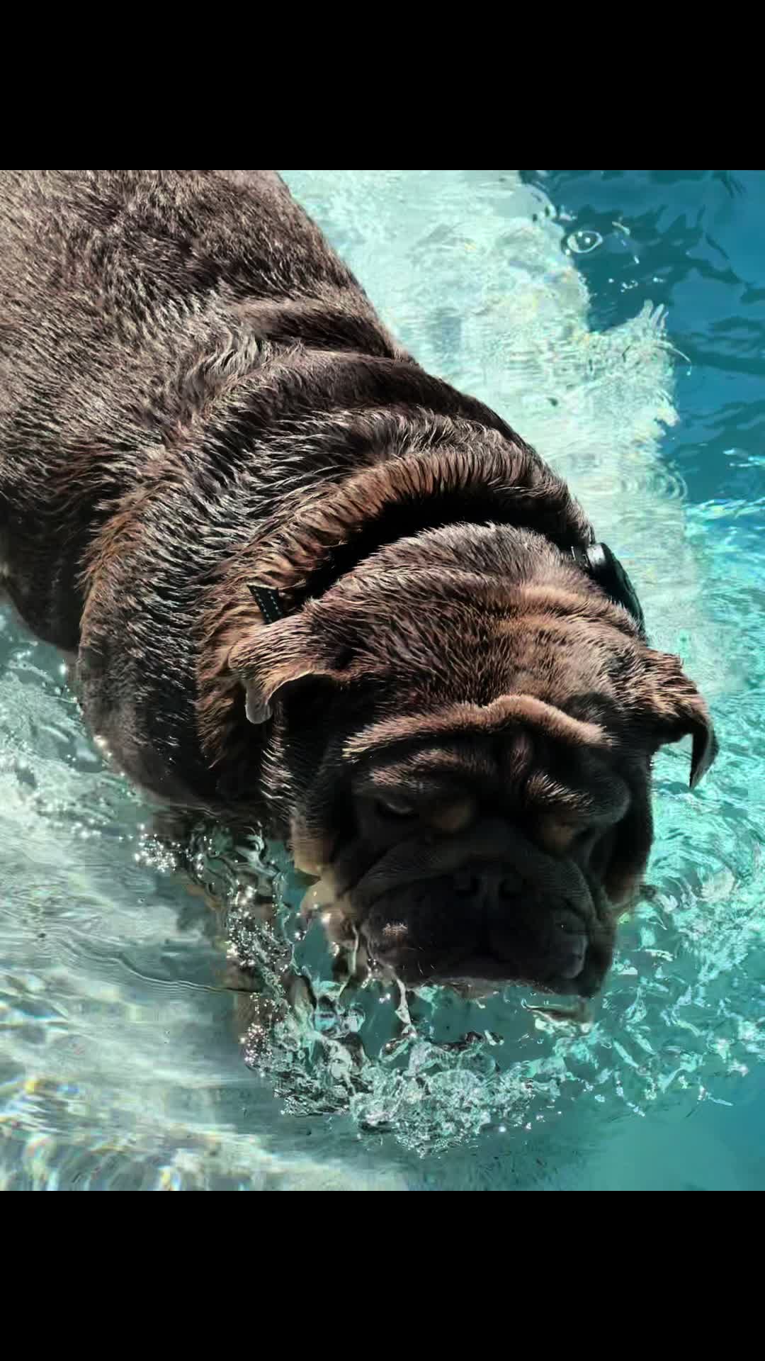 @RawlsTheBulldog