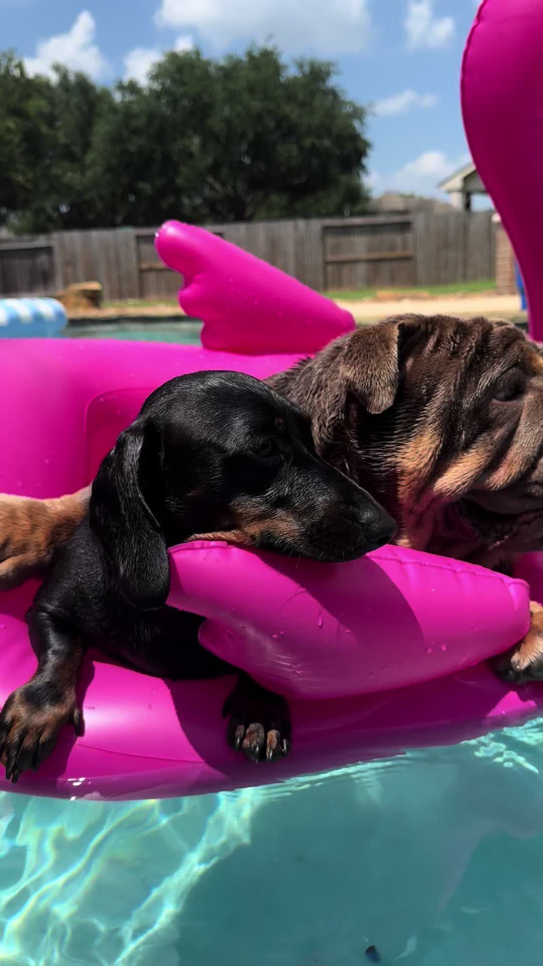 @RawlsTheBulldog