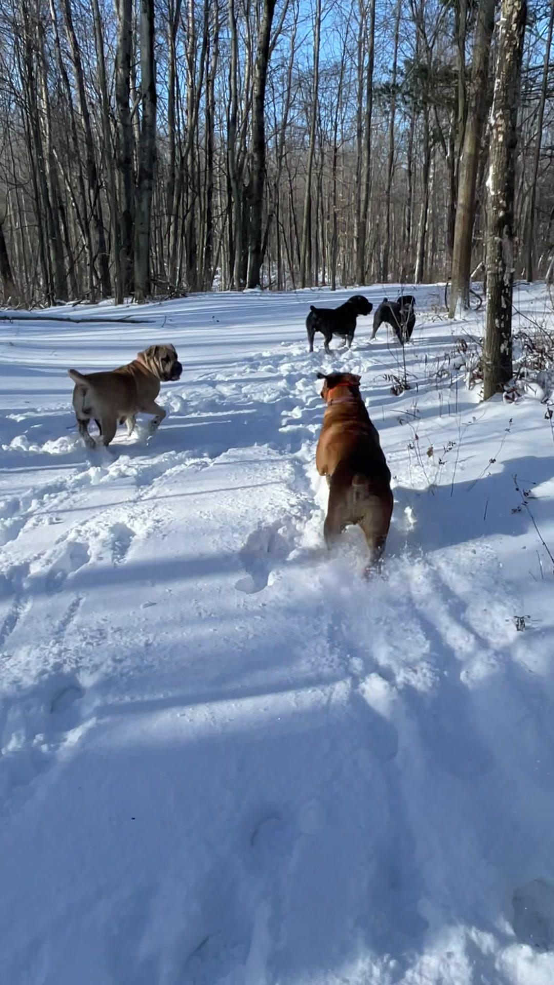 @Bigfoot Boerboels