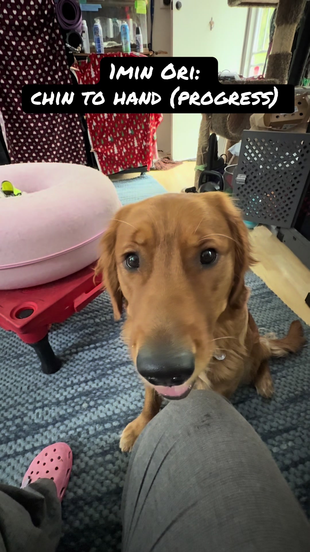 @FlexiblePetSolutions