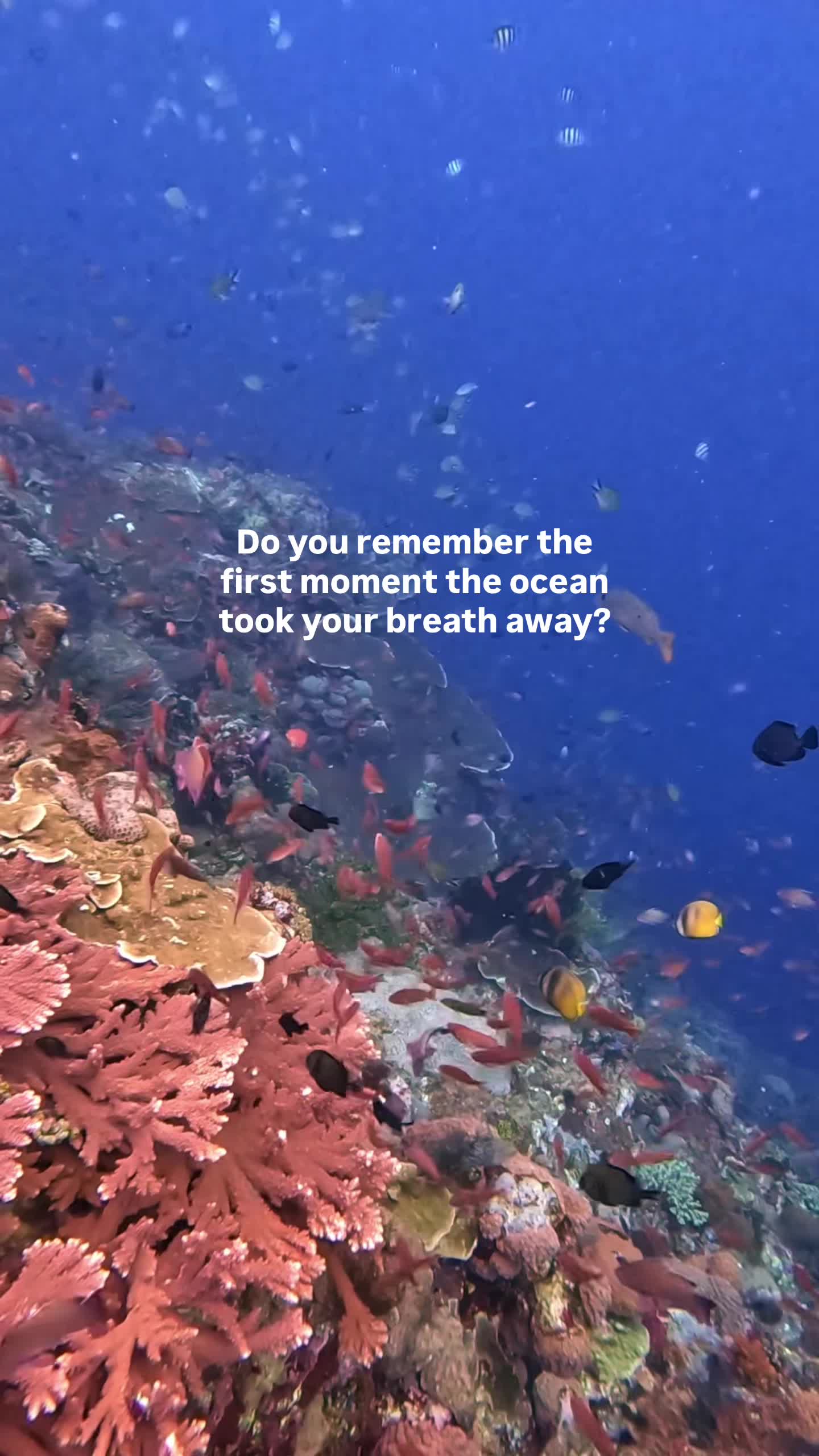 @The Dive Compass