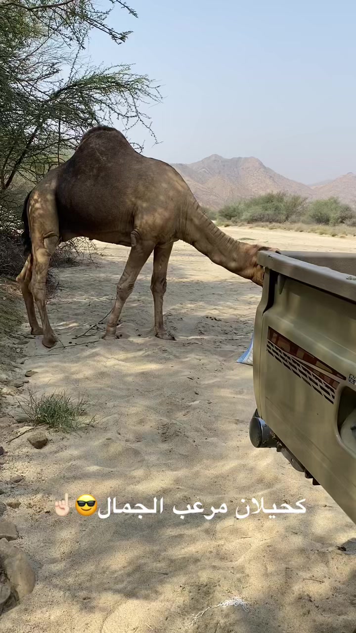 @سلطان الزهراني 702