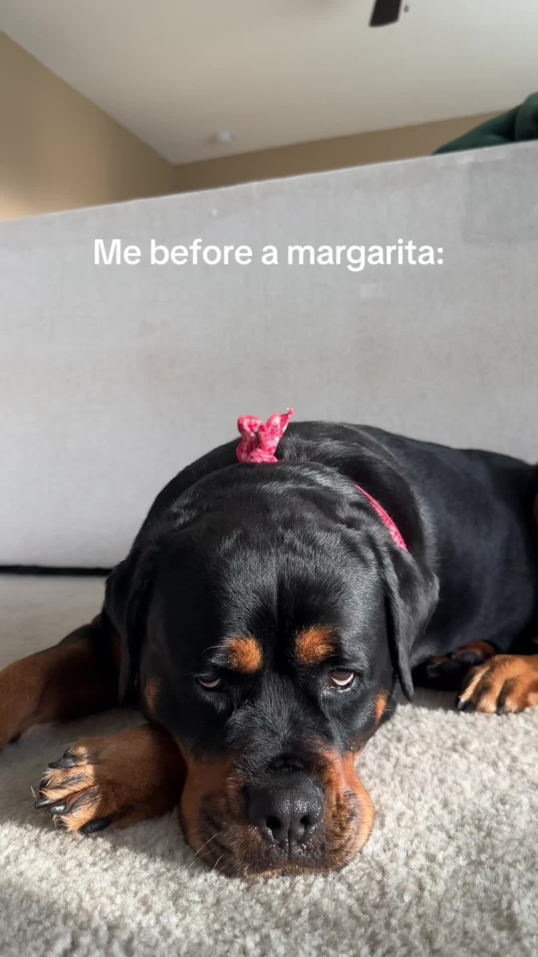 @Kasey the Rottie