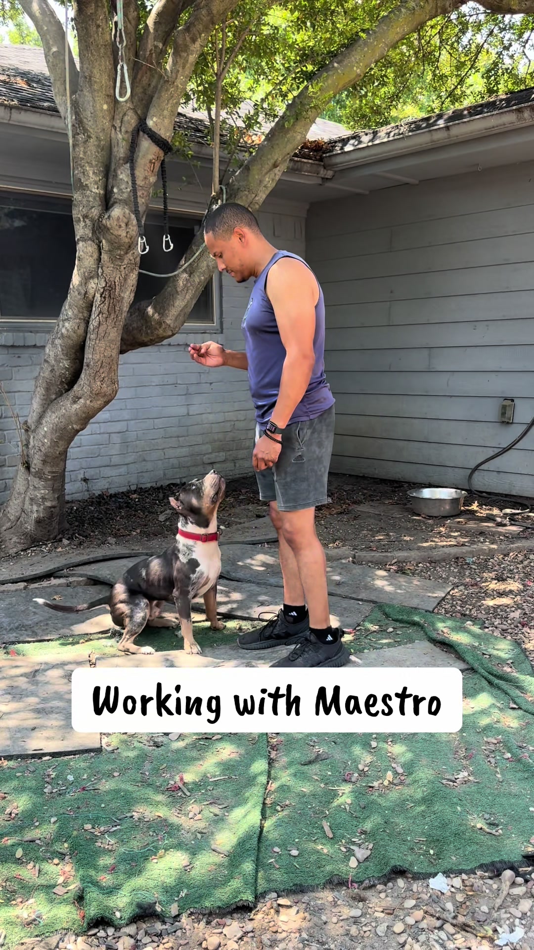 @Better Best Dog