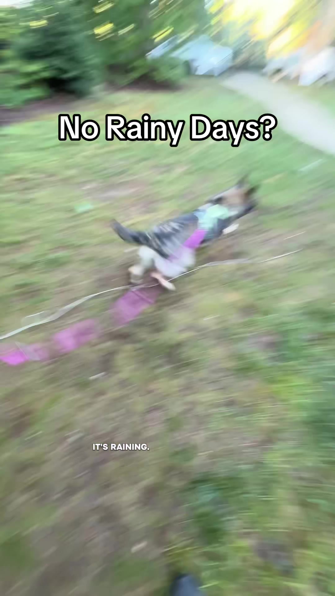 @Best Buddy Dog Trainer LLC