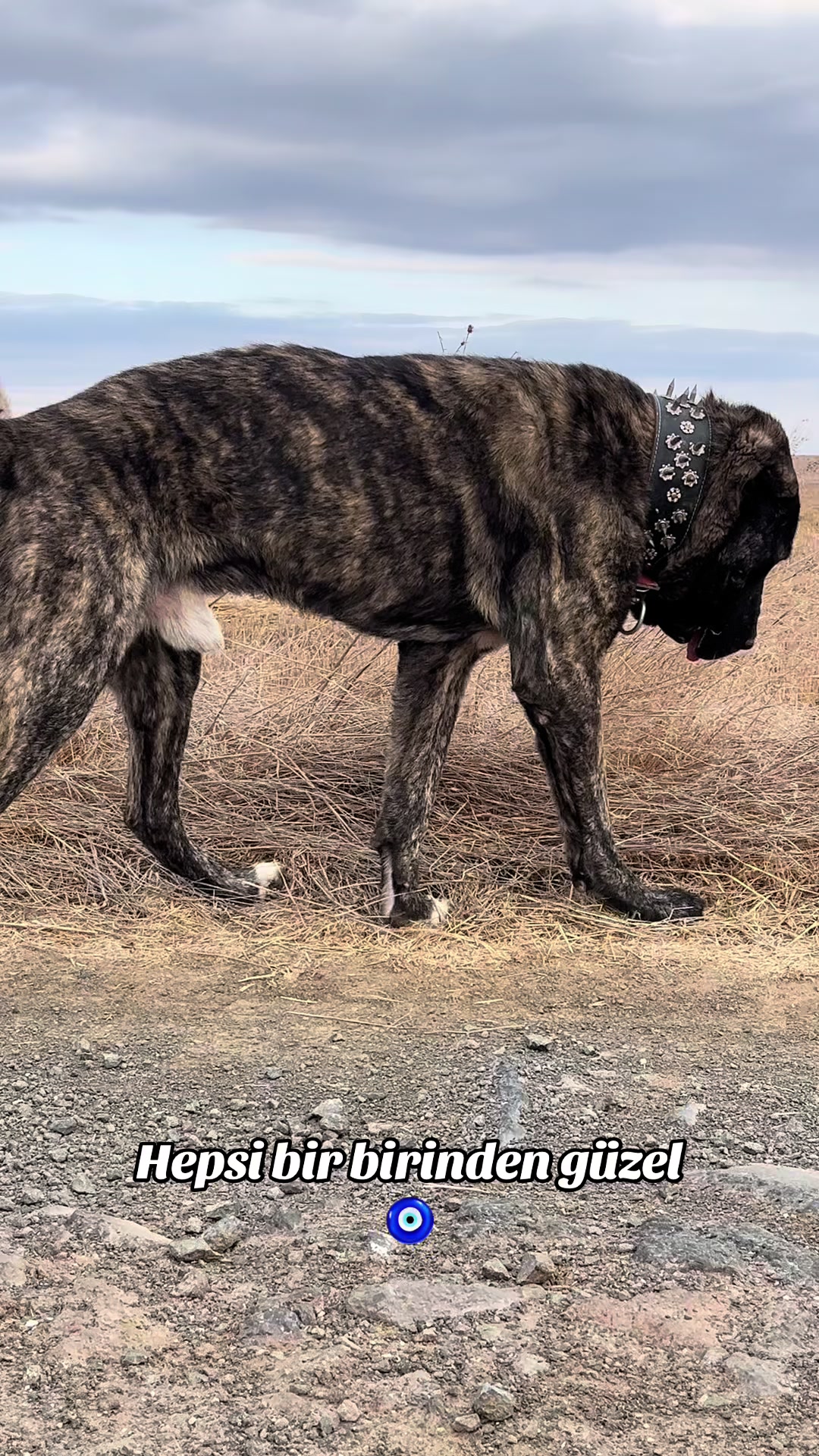 @💥K&ouml;rpe Kennels💥