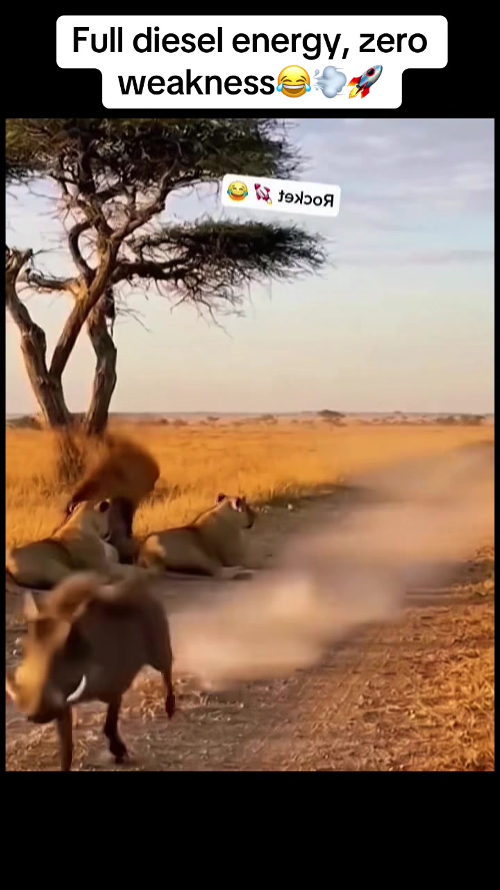 @Roi De la Jungle