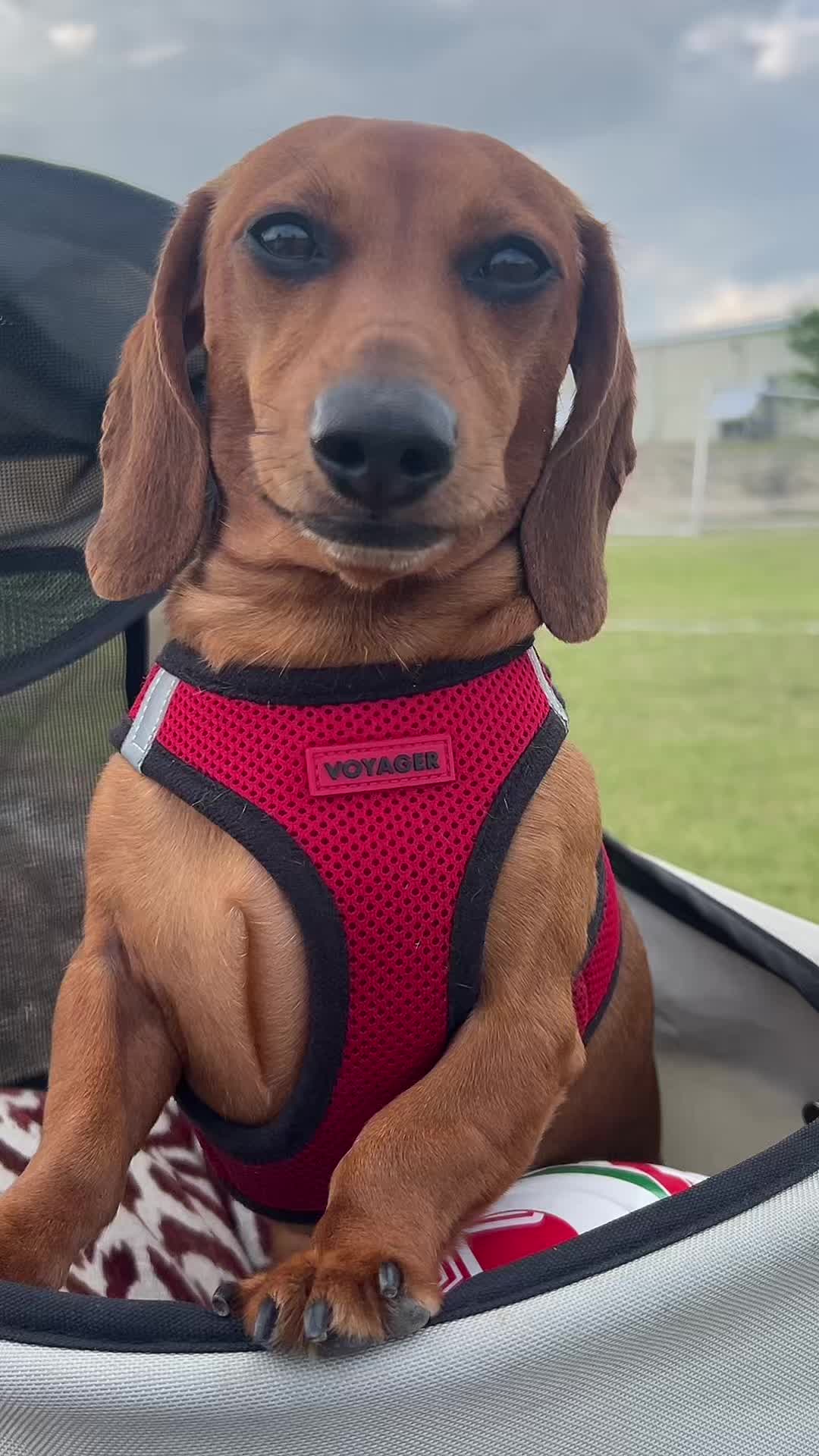 @Slinky Severus-Doo