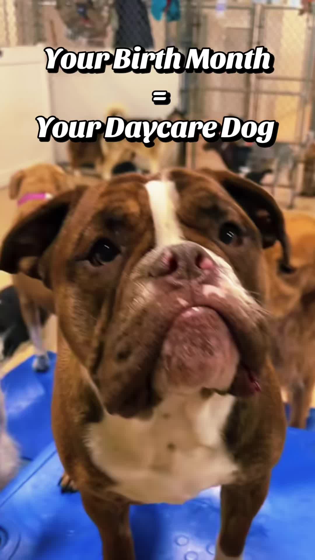 @Canine College