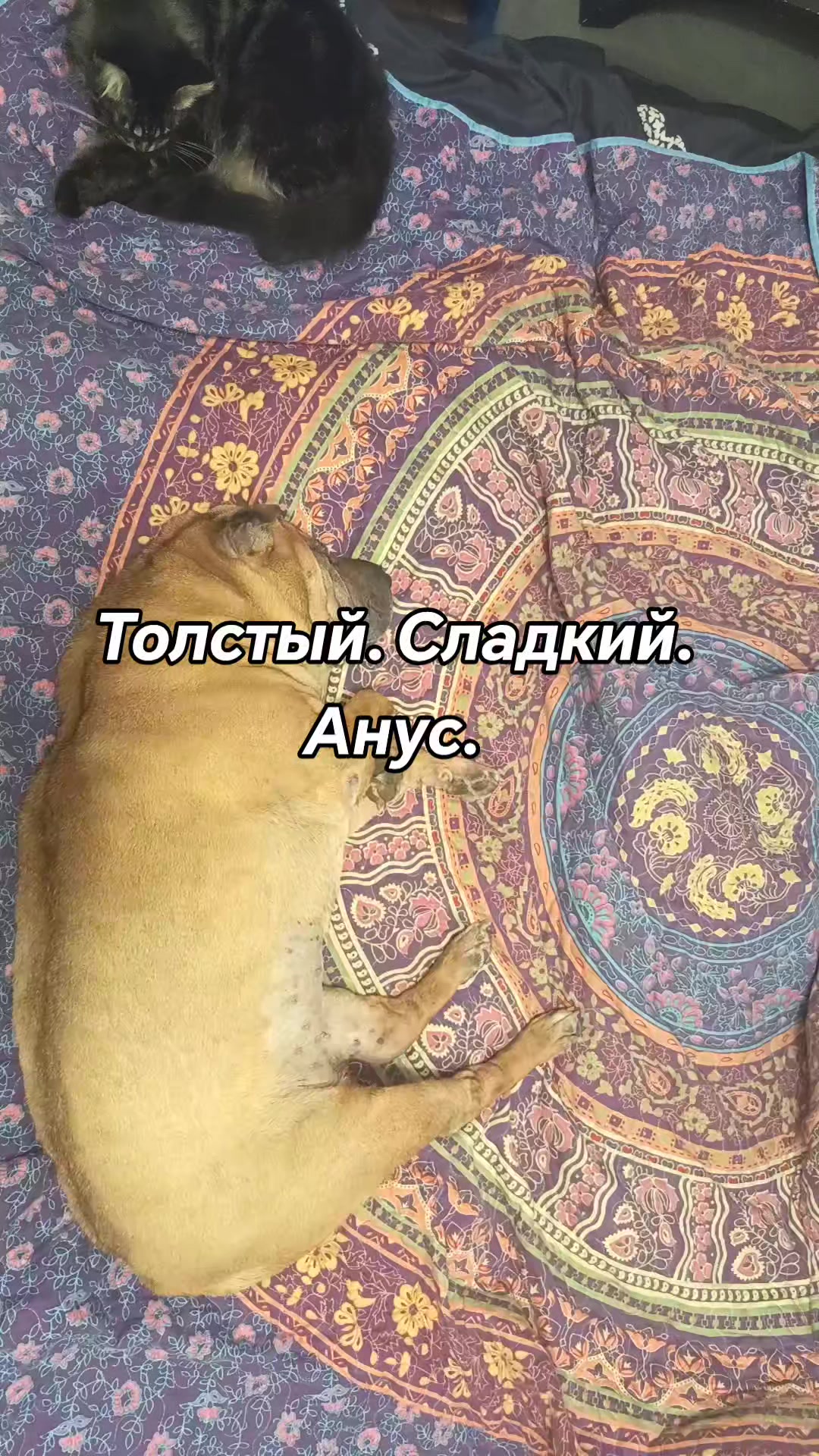@amusleninblyadina