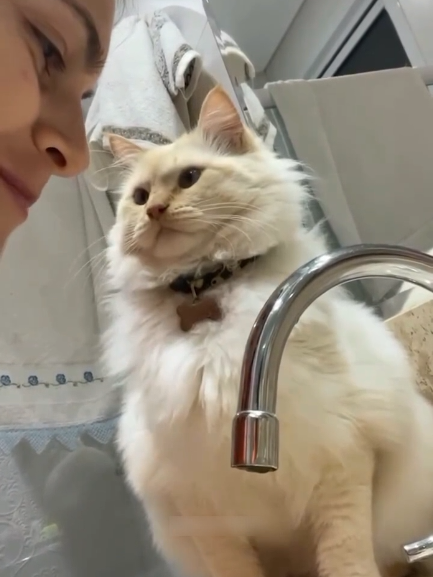 @Paw Pet