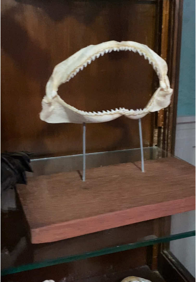 @Shark Jaw Displaying