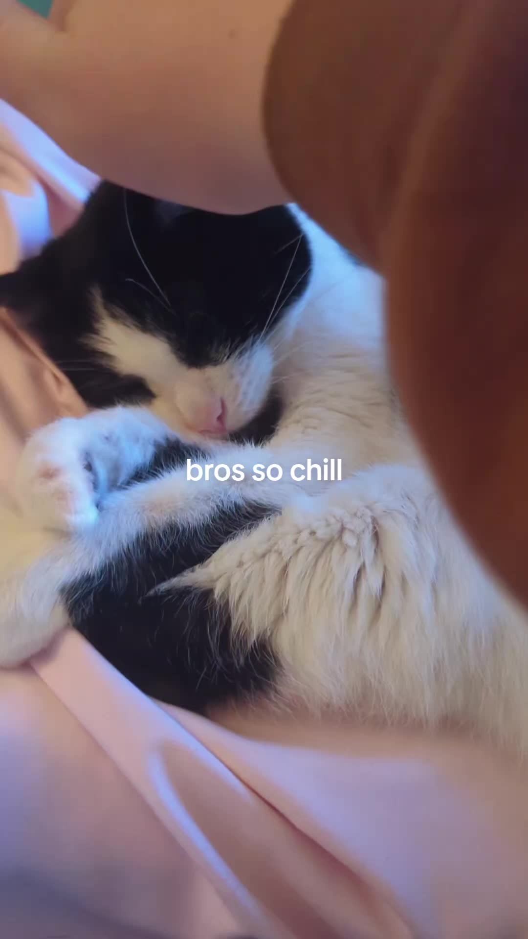 @sammich