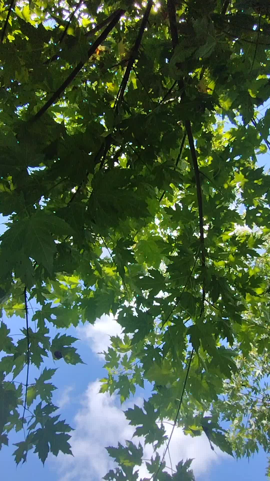 @🌲 👣 🌲