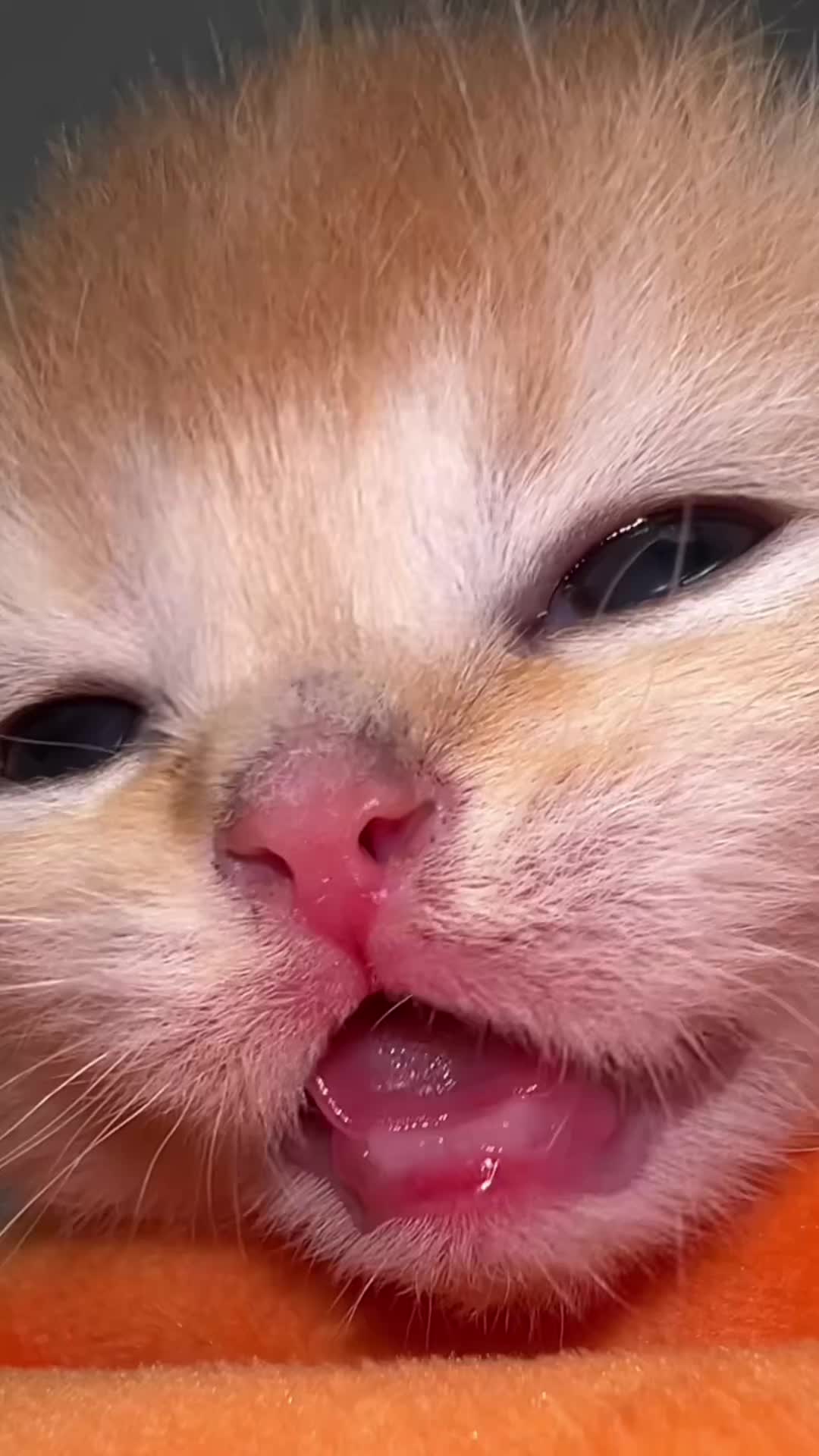 @Soothing Cats😻