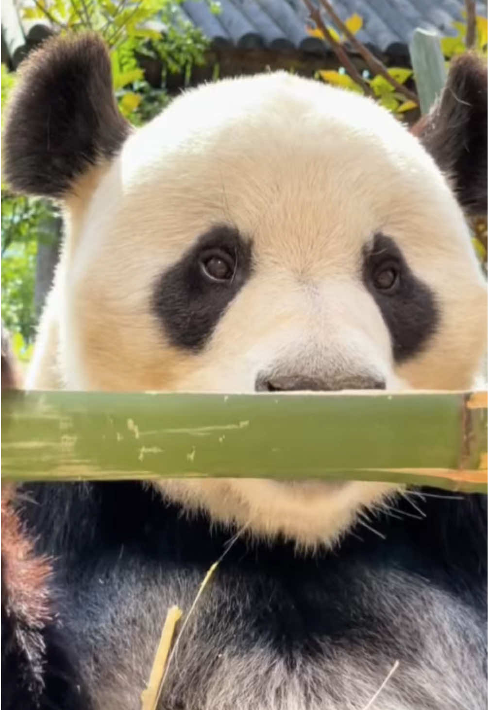 @Cute Animals 🐼