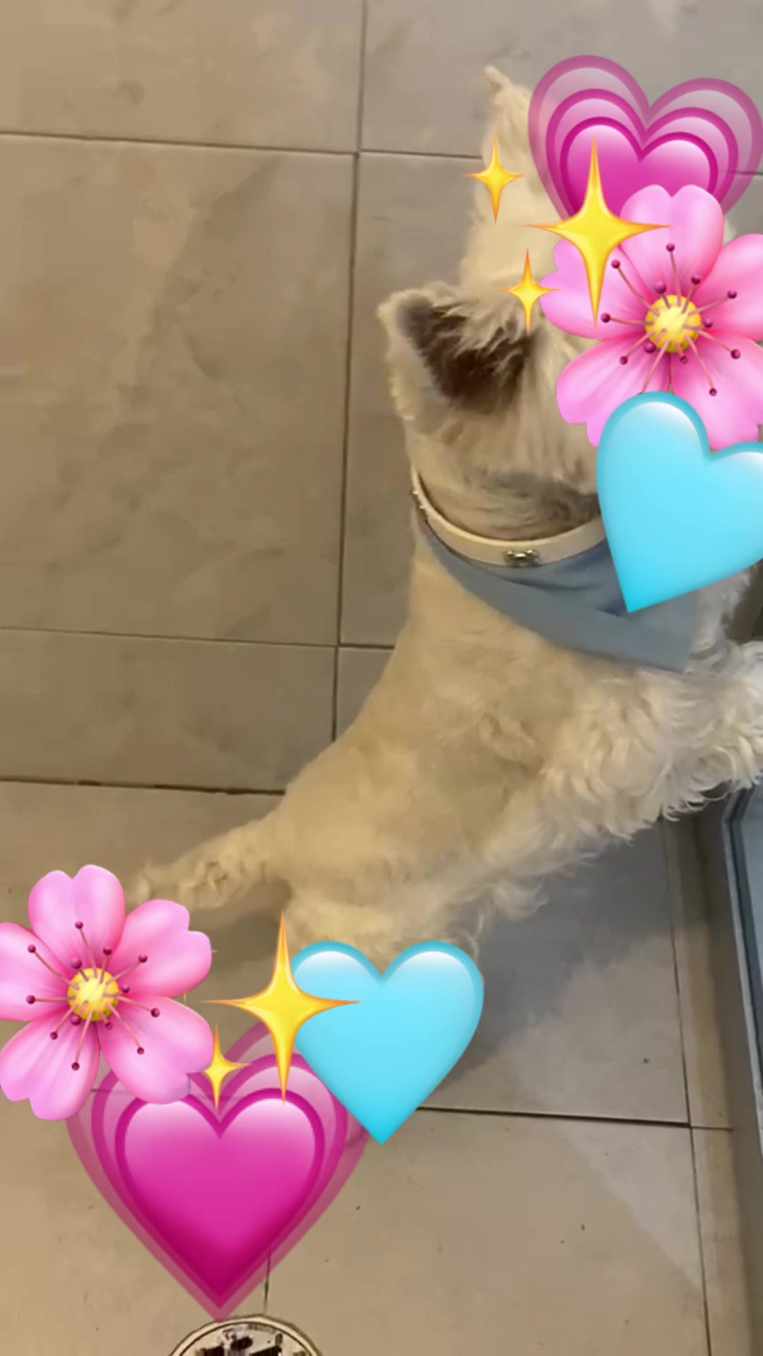@🐶Yakabull🐱