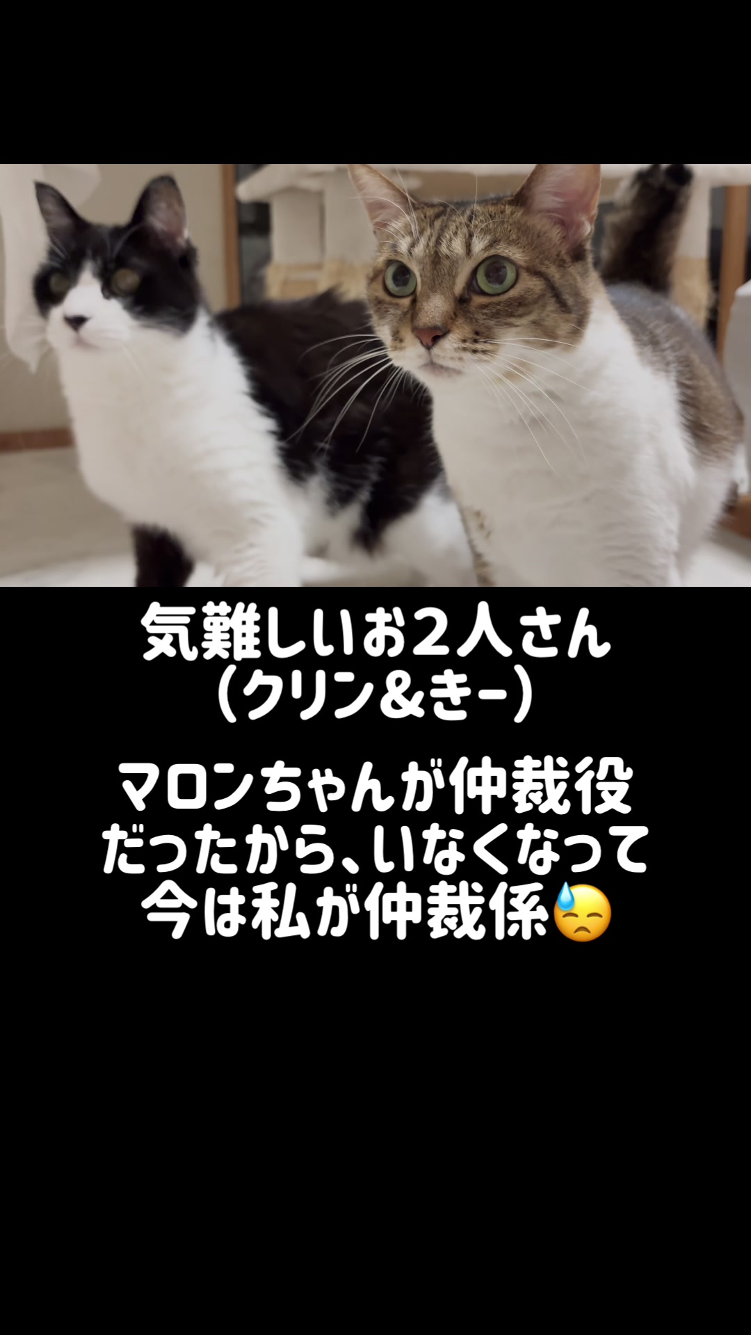 @ねこぷにもふ|ホワイトシェパードのハクちゃん
