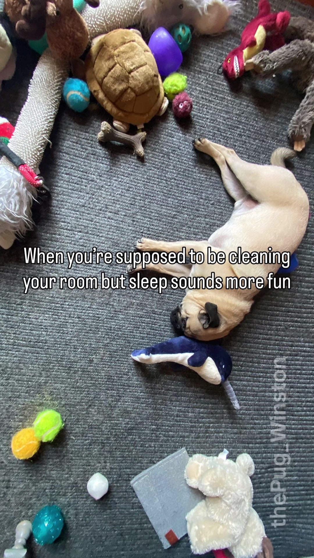 @Winston the Pug