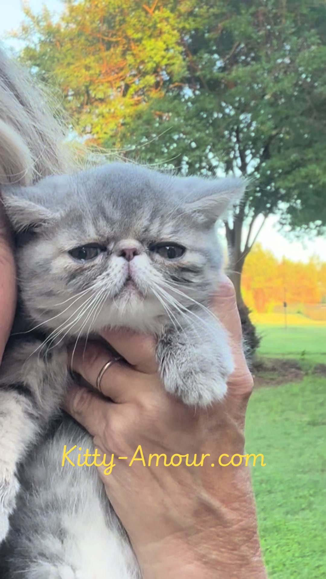 @KittyAmourCattery