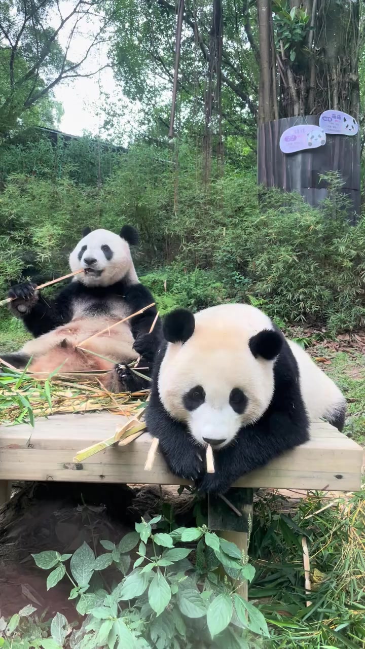@熊猫妹珠🐼
