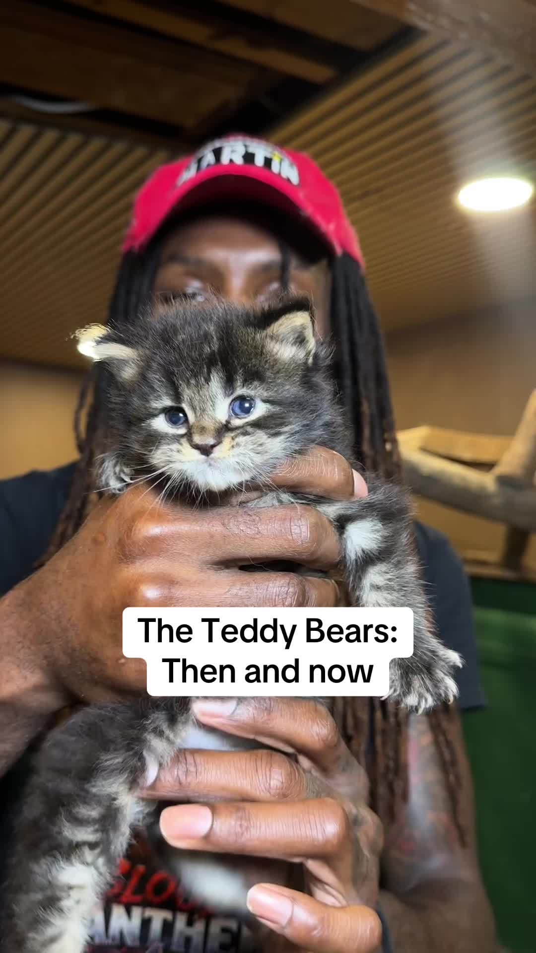 @Tycoon_Mainecoons