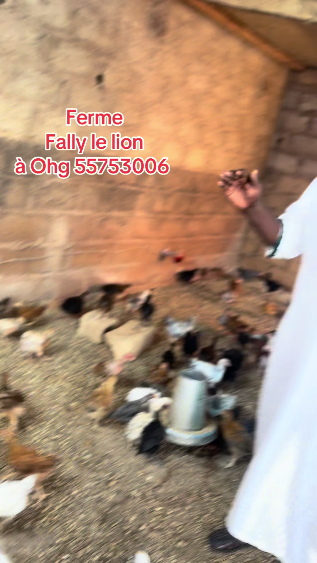 @Fally le lion OFFICIEL