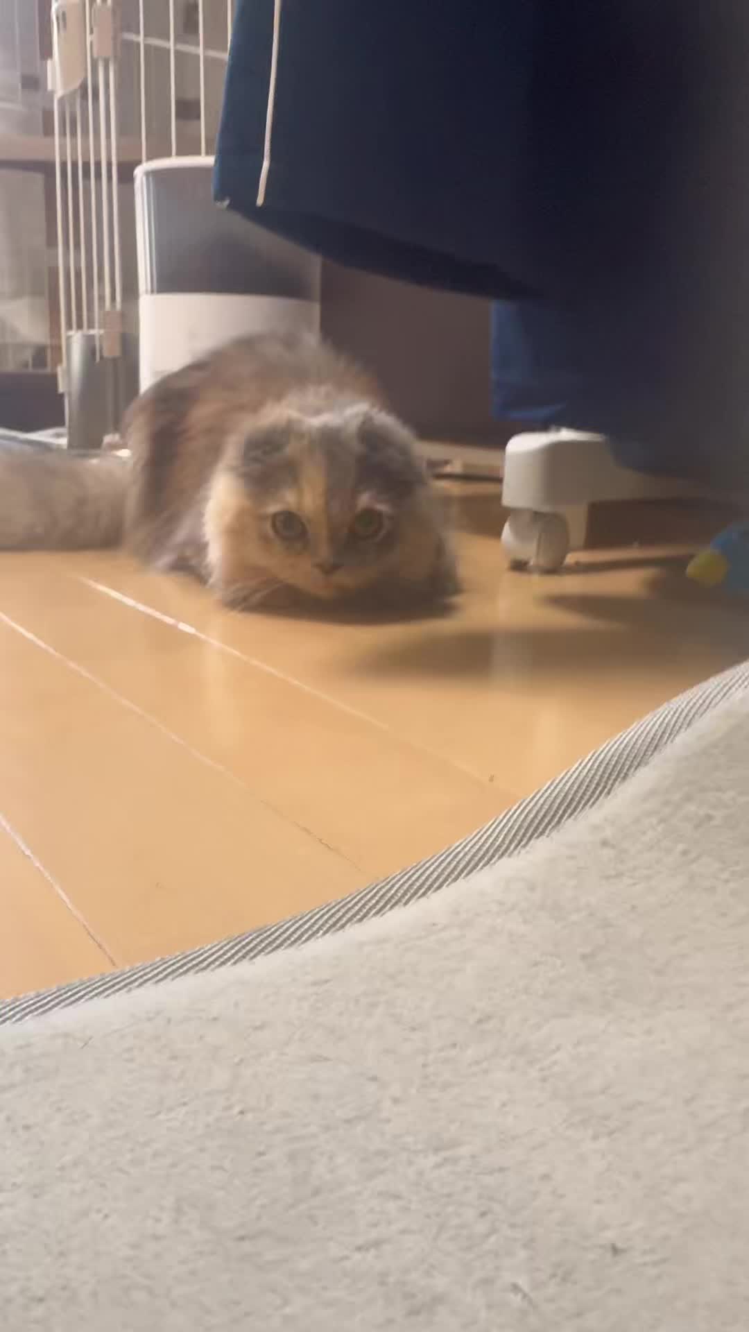 @マイクワゾウスキー