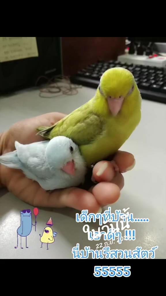 @maddog_tui 🐥jiminคือลูกรัก🐥