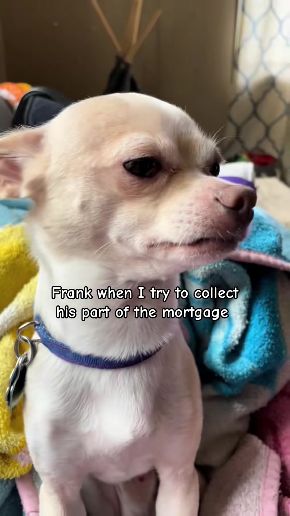 @Frankie the Chihuahua