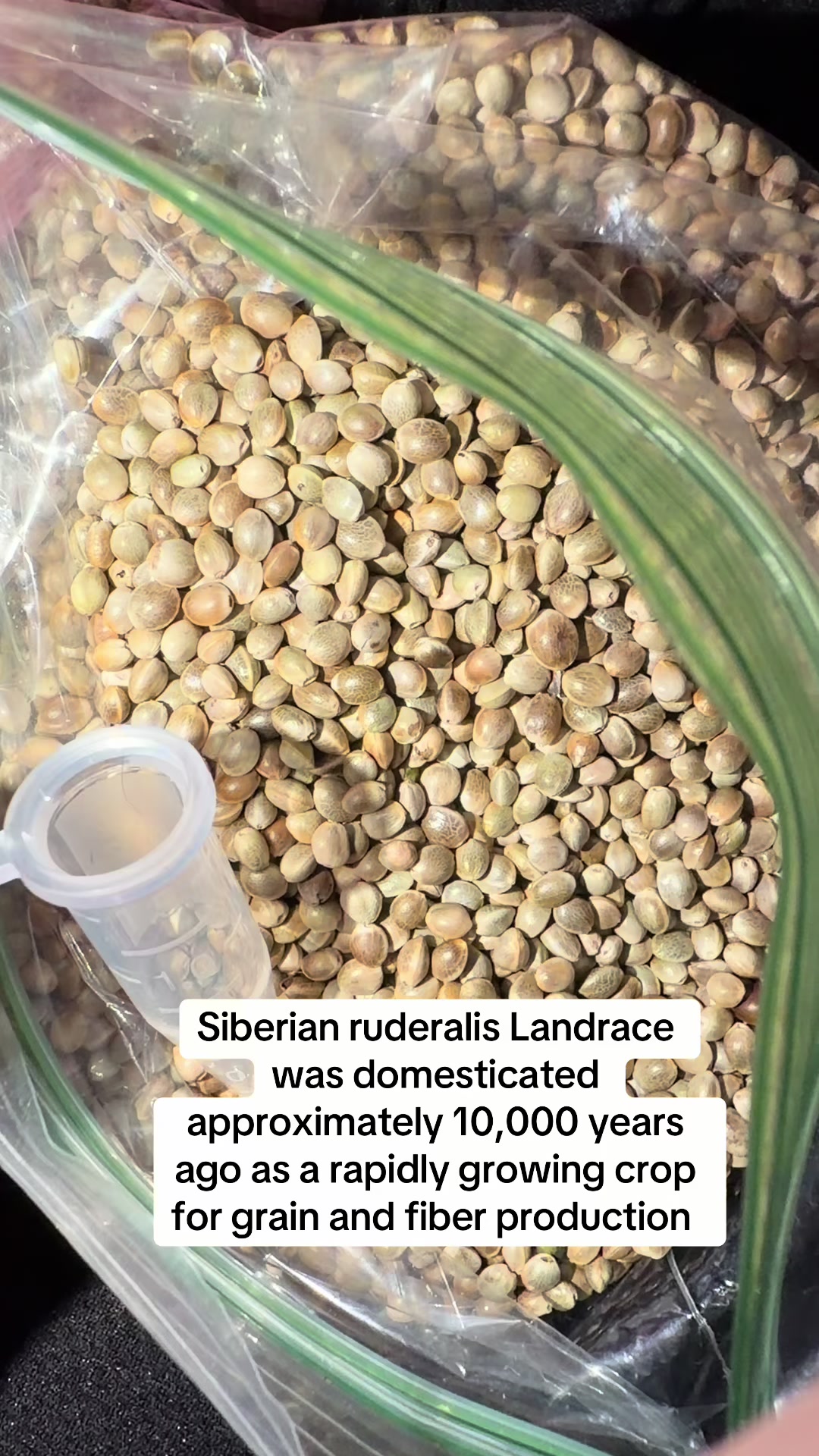 @SEEDTIVA