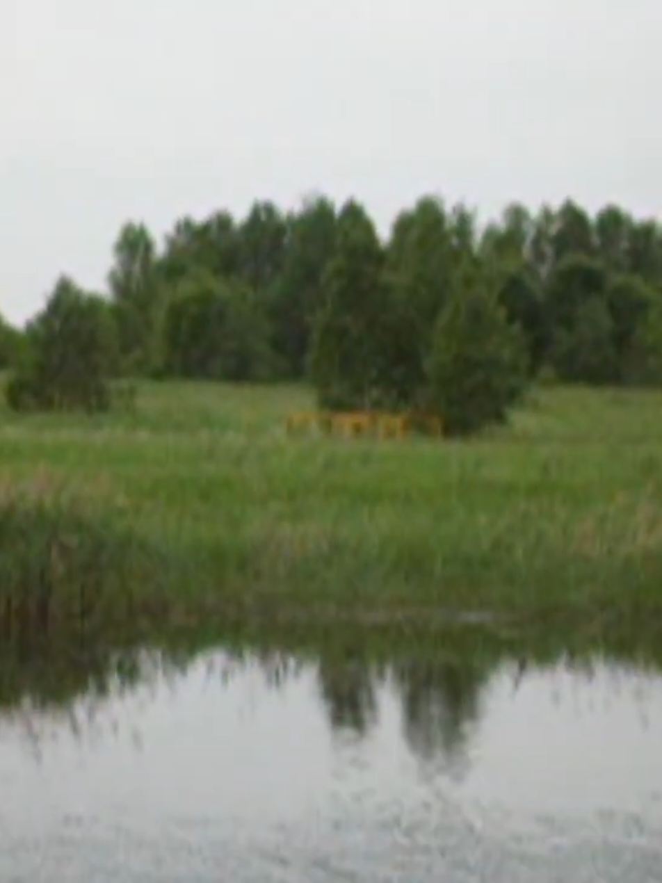 @Туманная поляна