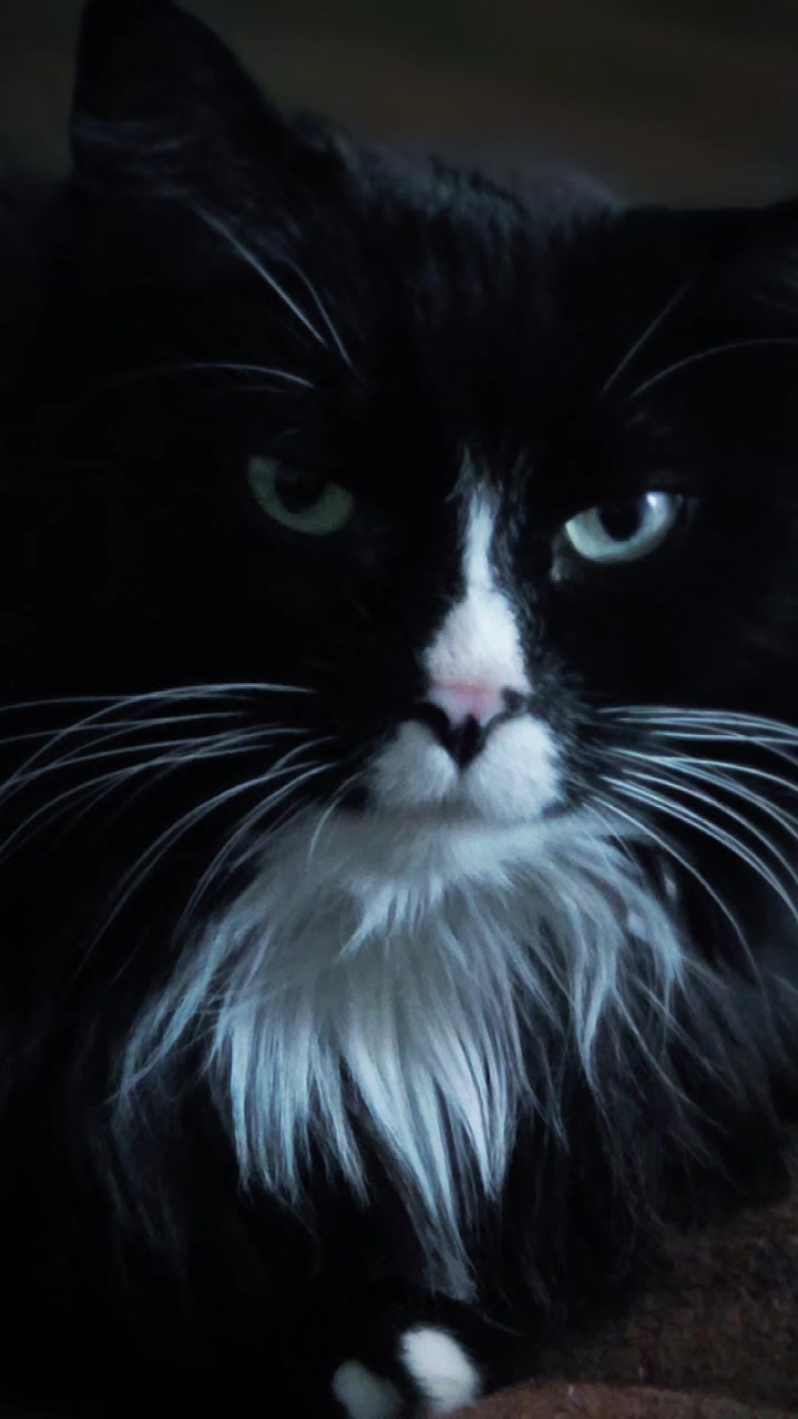 @AtticaTheTuxedoCat