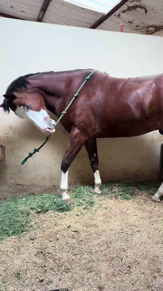 @Winston James The Clydesdale