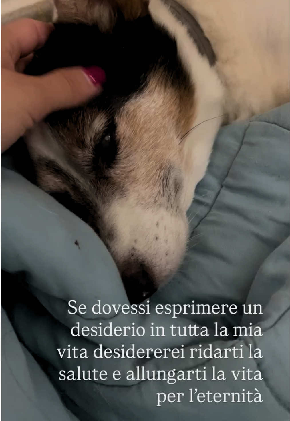 @soniazuccottii