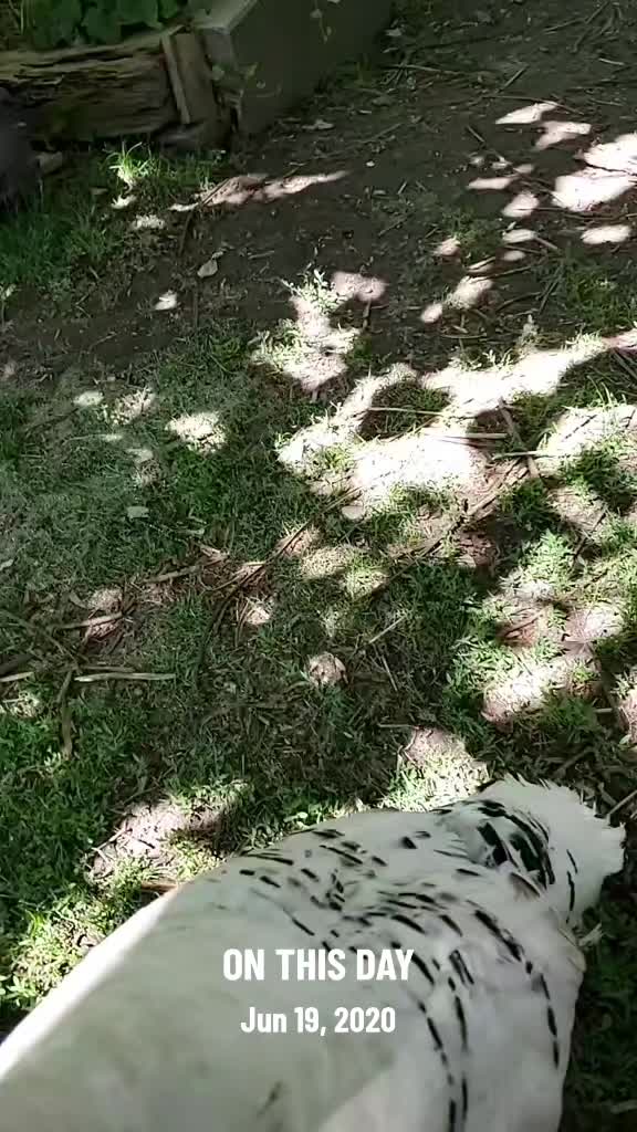 @iechiemewChezaGirl