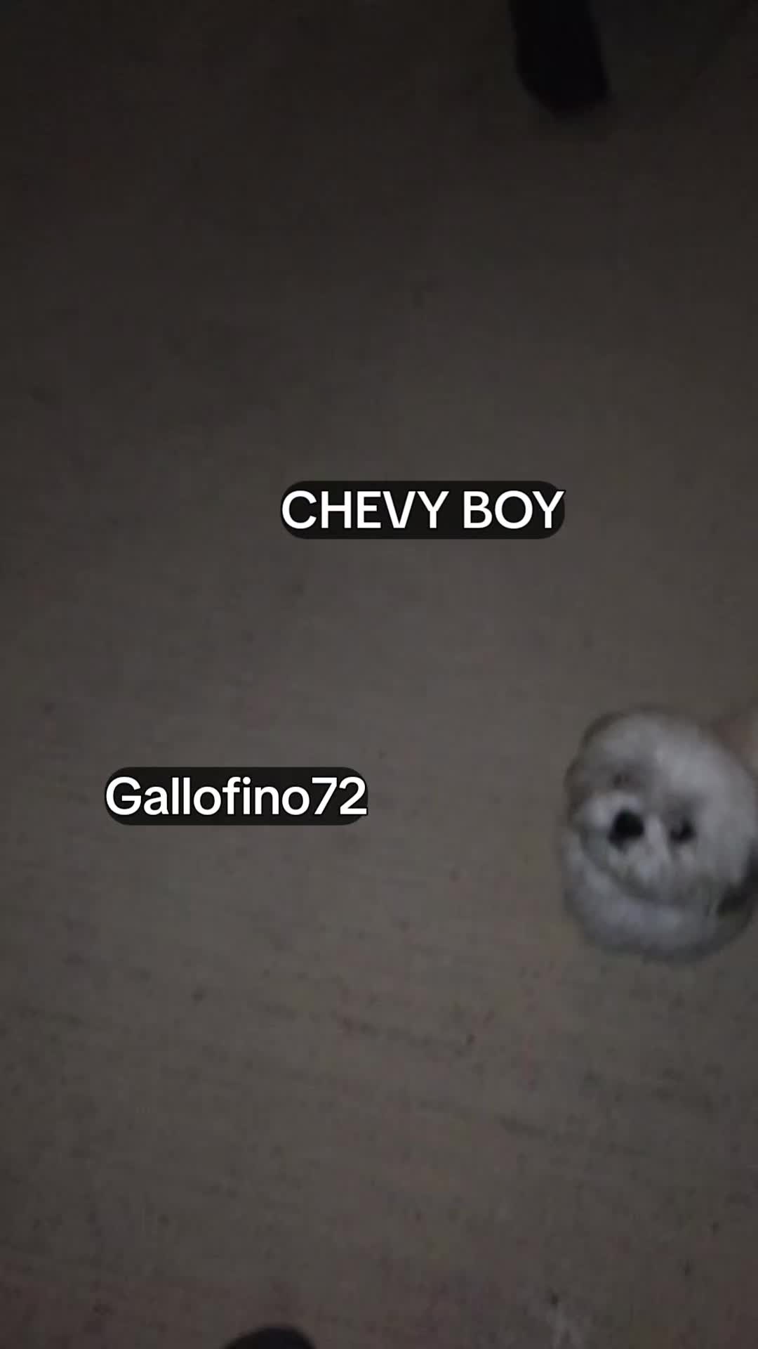 @ElGalloFino