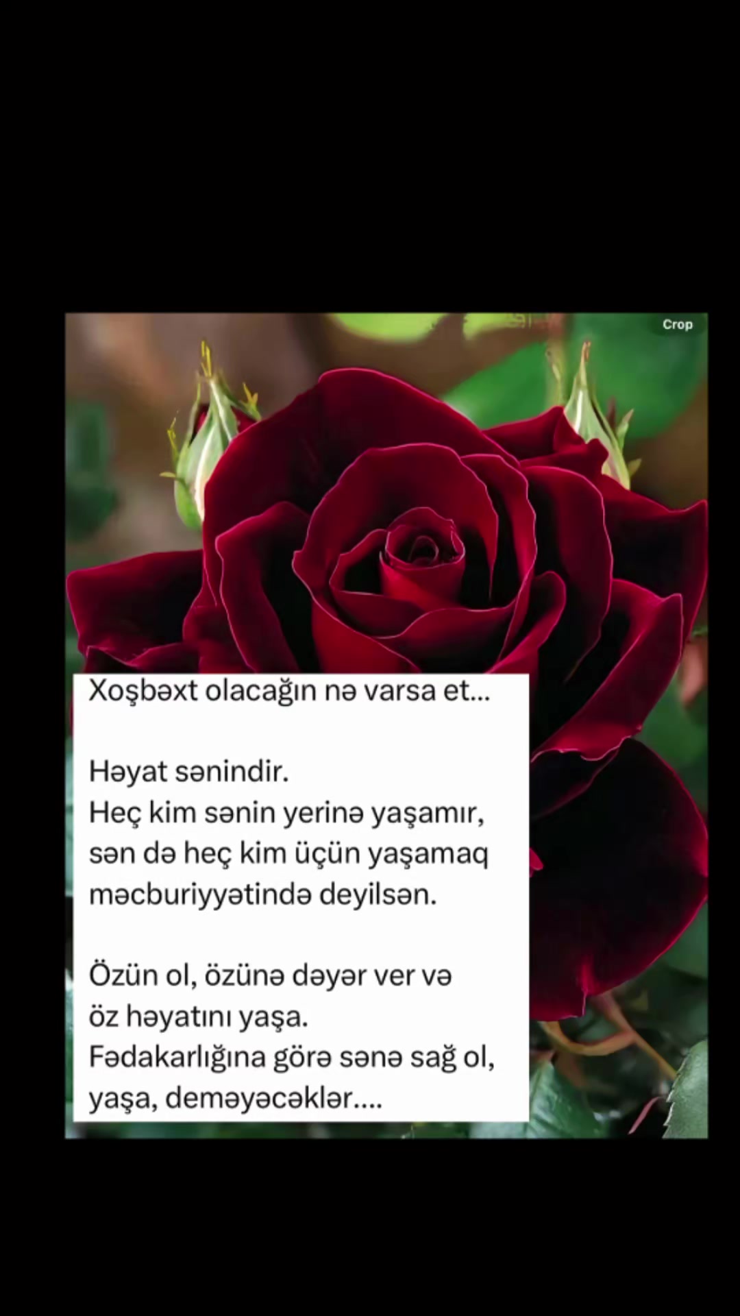 @Hayat⚘