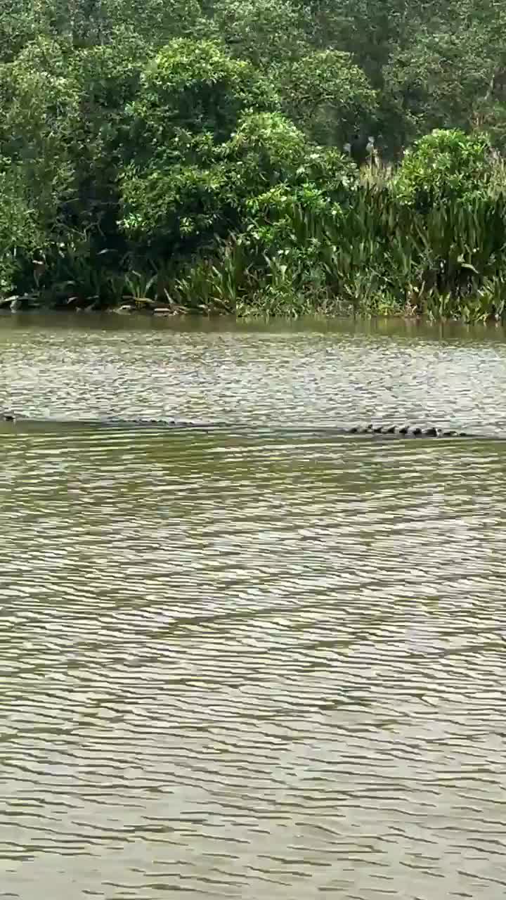 @PEJE-SAURIO69