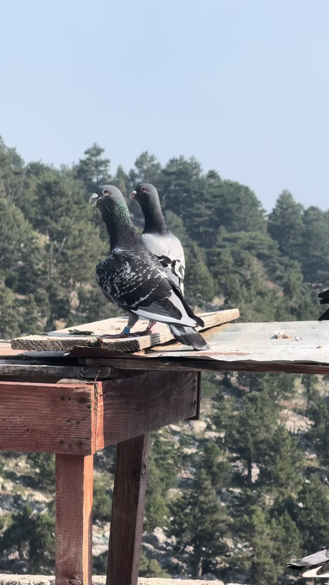 @Mustafa Oğlakçı