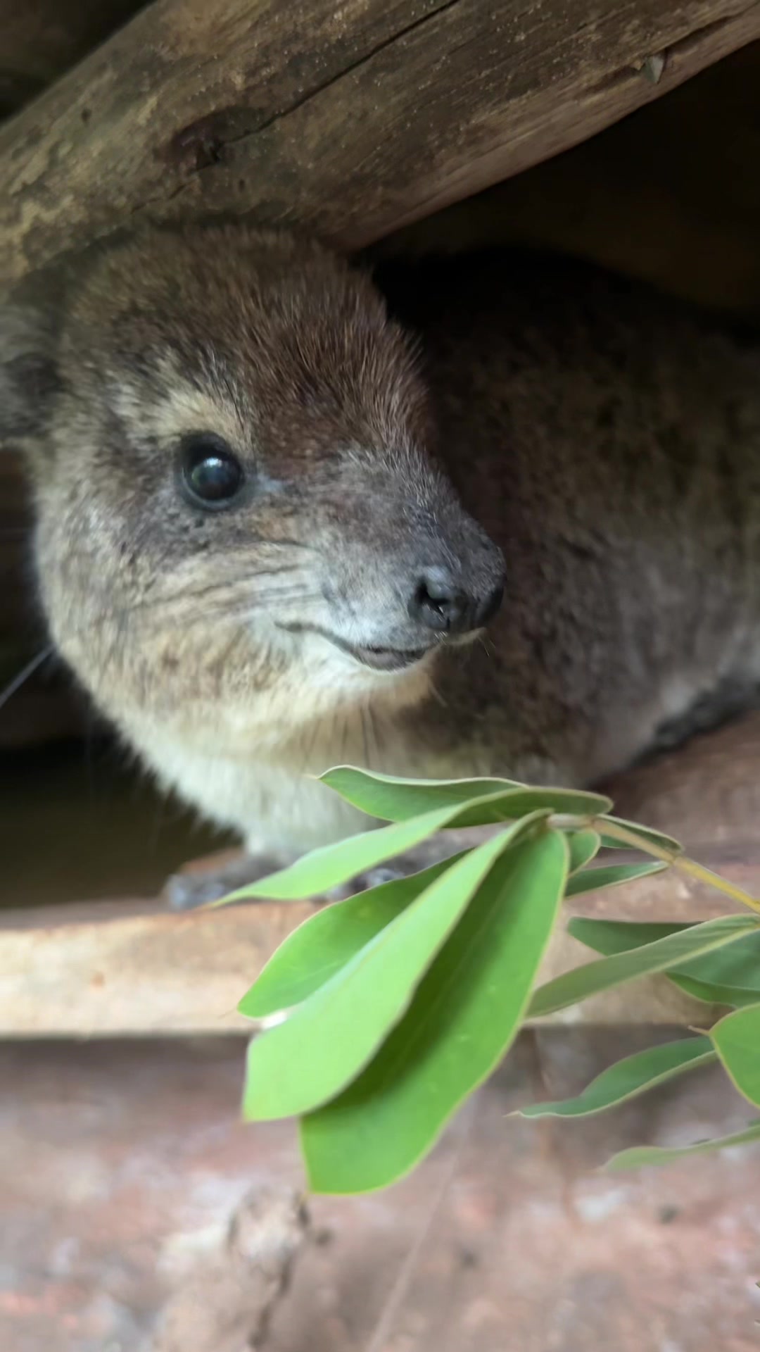 @squiggythehyrax