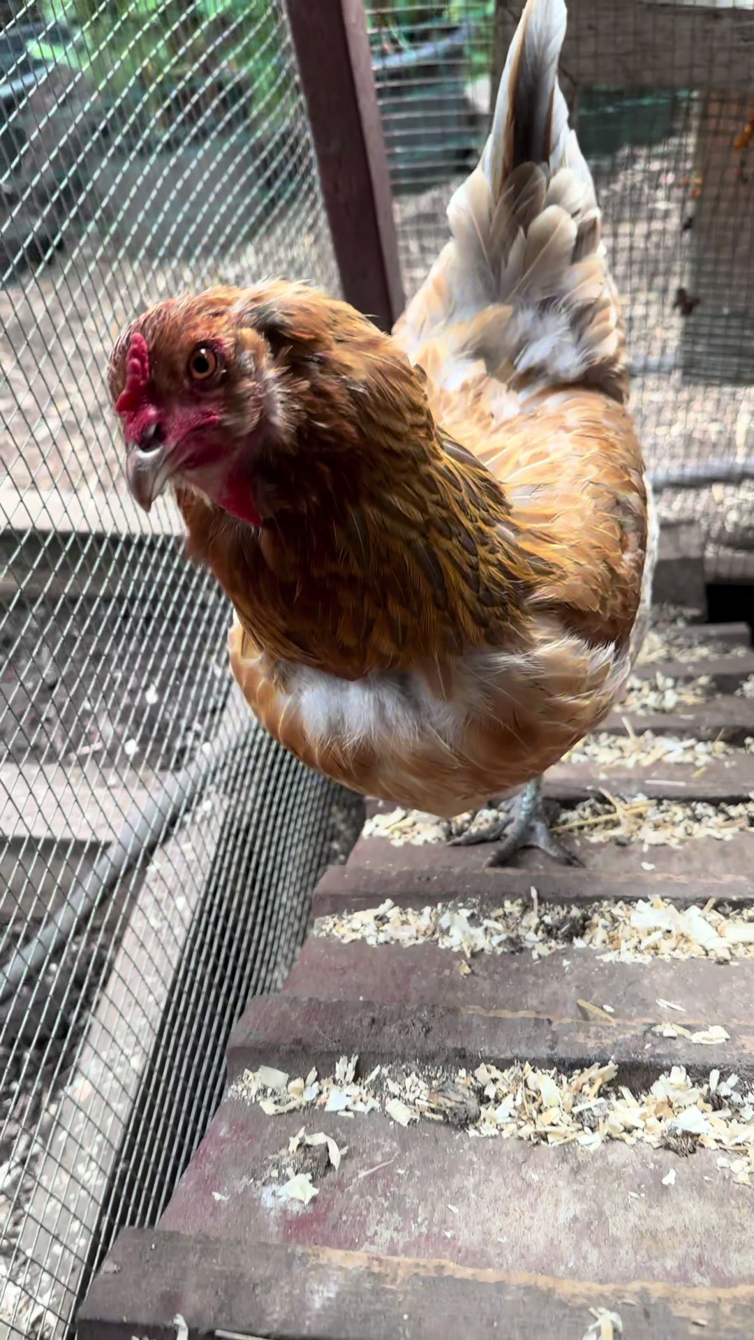 @FusterCluck Farm