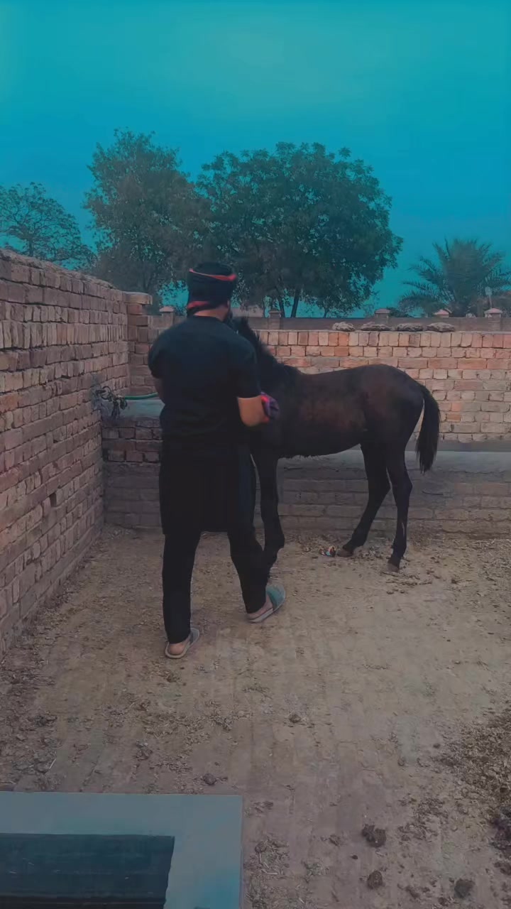 @kashi dogar