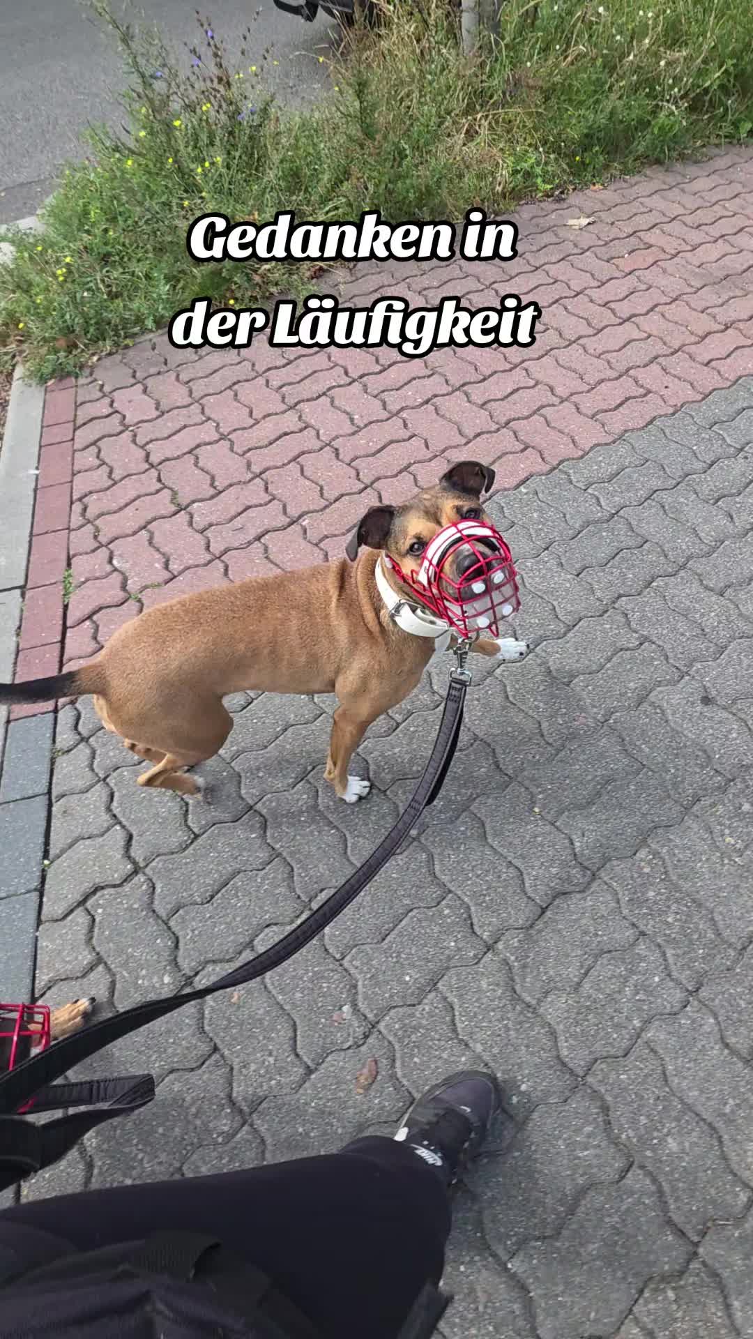 @Staffordshiremix Geschwister🐾