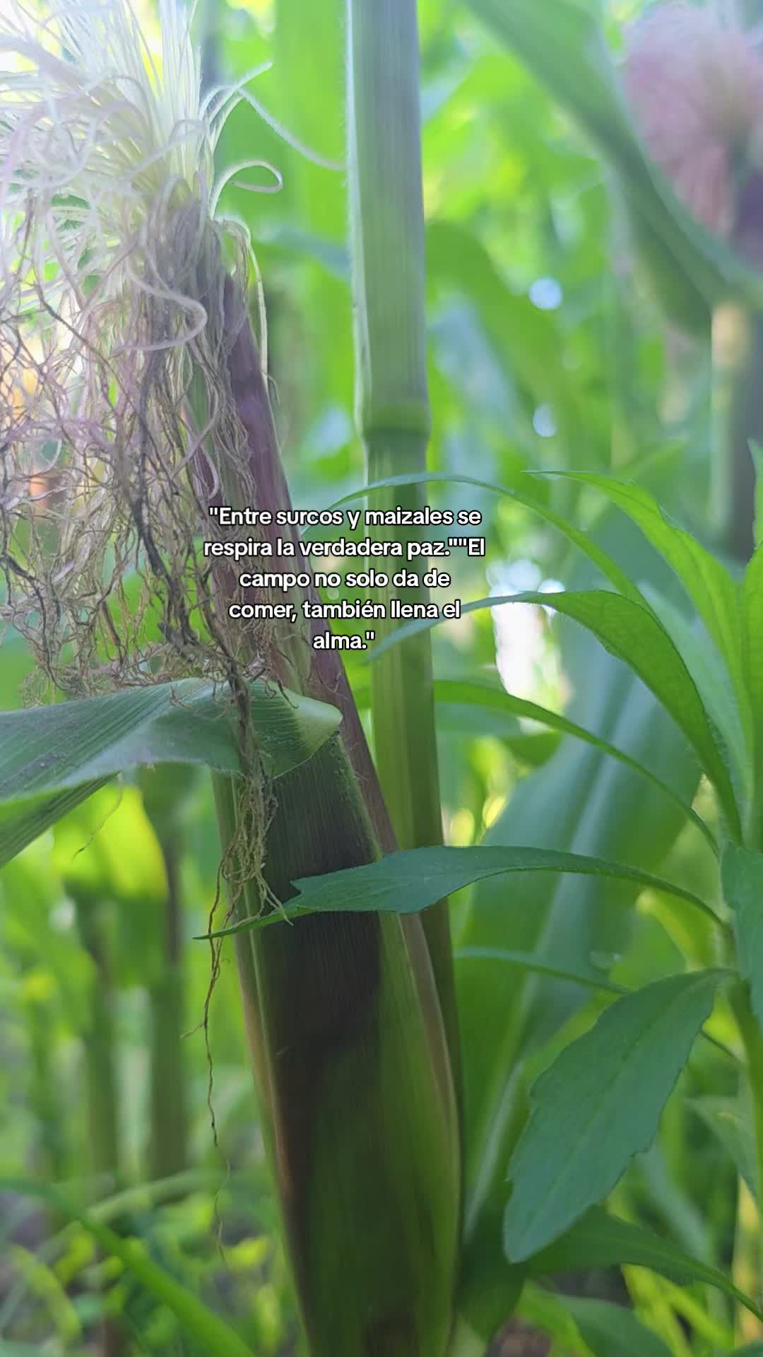 @𝙇𝙪𝙞𝙞502👨&zwj;🌾