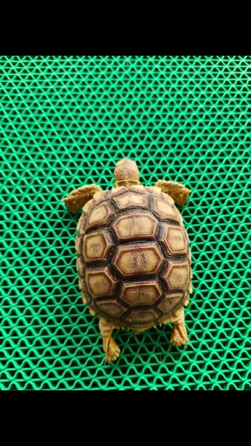 @ReptileTeamSby